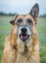 Madison, a senior black and tan german shepherd