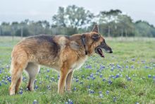 Madison in a field of bluebonnets