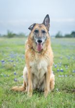 Madison, a senior black and tan german shepherd