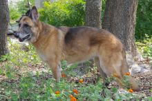 Madison, a senior black and tan german shepherd