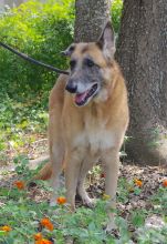 Madison, a senior black and tan german shepherd