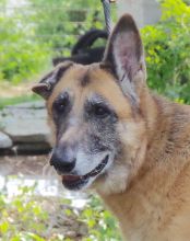 Madison, a senior black and tan german shepherd