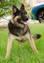 Mandy, a long-haired black and tan german shepherd