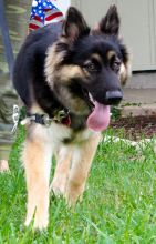 Mandy, a long-haired black and tan german shepherd