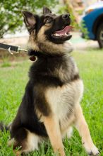 Mandy, a long-haired black and tan german shepherd