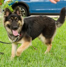 Mandy, a long-haired black and tan german shepherd