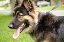 Mandy, a long-haired black and tan german shepherd