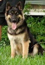 Mandy, a long-haired black and tan german shepherd