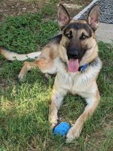 Maverick, a black and tan german shepherd