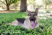 Maverick, a black and tan german shepherd