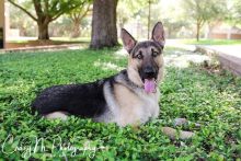 Maverick, a black and tan german shepherd