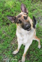 Maverick, a black and tan german shepherd