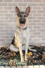 Maverick, a black and tan german shepherd