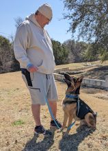 Mackey, a black and tan german shepherd