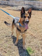 Mackey, a black and tan german shepherd