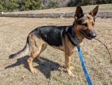 Mackey, a black and tan german shepherd