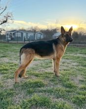 Mazie, a black and tan german shepherd