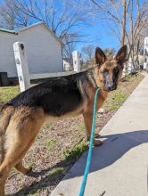 Mazie, a black and tan german shepherd