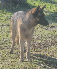 Mazie, a black and tan german shepherd