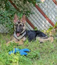 Mia, a black and tan german shepherd puppy