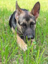 Mia, a black and tan german shepherd puppy