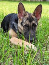 Mia, a black and tan german shepherd puppy