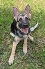 Mia, a black and tan german shepherd puppy