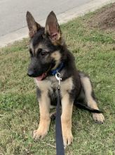 Mia, a black and tan german shepherd puppy