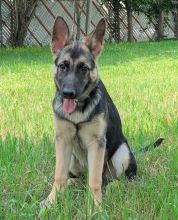 Mia, a black and tan german shepherd puppy