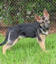 Mia, a black and tan german shepherd puppy