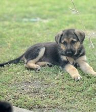 Mijo, a cute black and tan german shepherd puppy