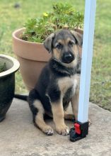 Mijo, a cute black and tan german shepherd puppy