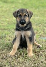 Mijo, a cute black and tan german shepherd puppy