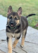 Mija, a black and tan german shepherd puppy