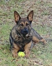 Miko, a sable german shepherd