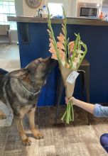 Miko checking out some flowers