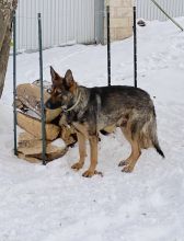 Miko enjoying the snow