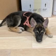 Mohawk, a black and tan german shepherd puppy