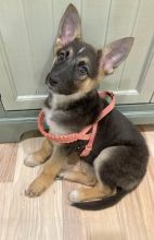 Mohawk, a black and tan german shepherd puppy