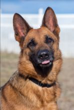 Molly, a black and tan german shepherd