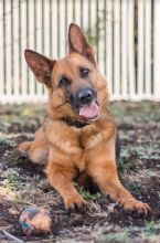 Molly, a black and tan german shepherd