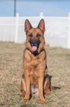 Molly, a black and tan german shepherd