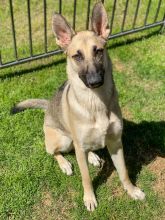 Nala, a black and tan german shepherd