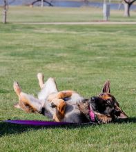 Belly rubs, please!