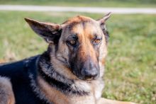 Nala, a black and tan german shepherd