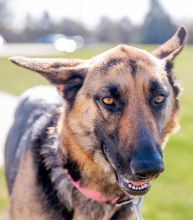 Nala, a black and tan german shepherd