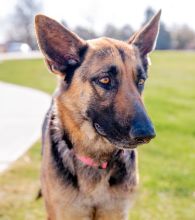 Nala, a black and tan german shepherd