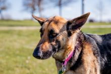 Nala, a black and tan german shepherd