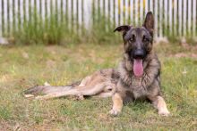 Finn, a black and tan german shepherd