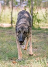 Finn, a black and tan german shepherd